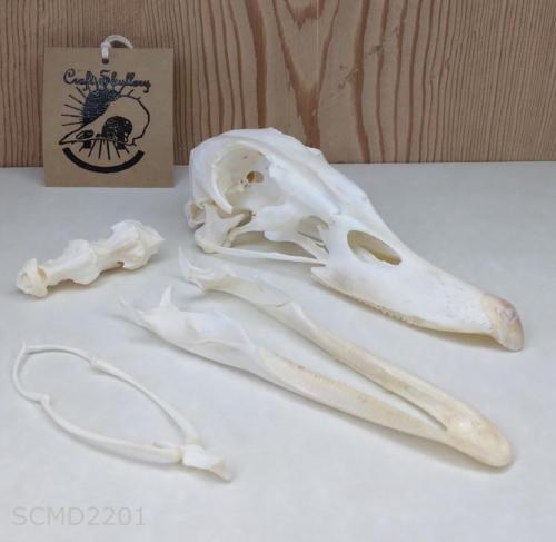 Muscovy duck skull