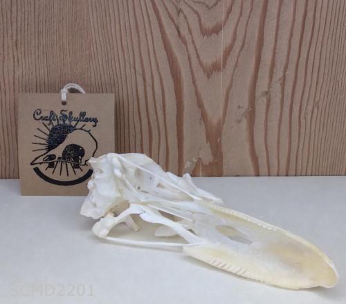 Muscovy duck skull