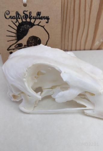 Muscovy duck skull