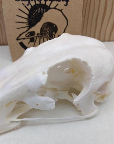 Muscovy duck skull