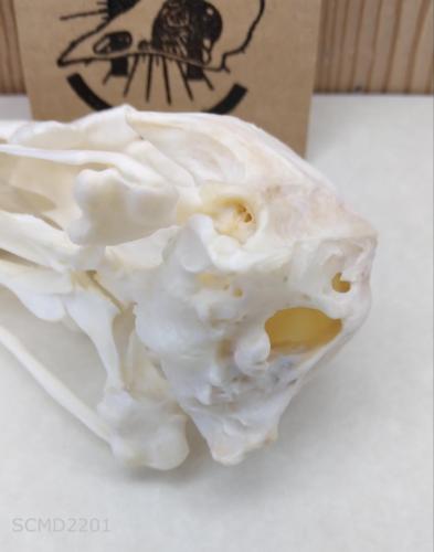 Muscovy duck skull