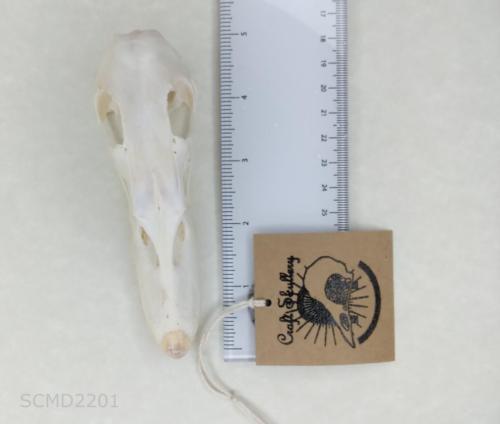 Muscovy duck skull